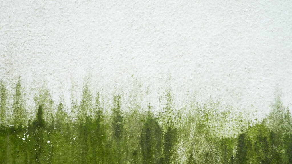 Groene aanslag en algen op een vochtige buitengevel